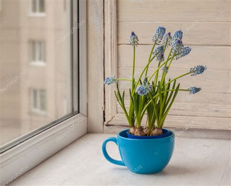 Blue Muscari In Blue Cup — Stock Photo © Olesia 87077898