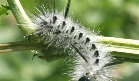 The Öko Box Fuzzy White And Black Spotted Caterpillar