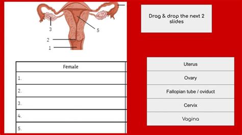 Female Reproductive System Online Worksheet Live Worksheets