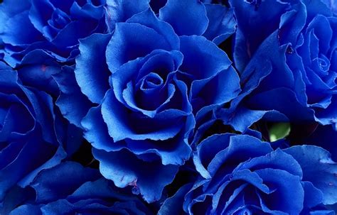 Blue Rose Meaning And Symbolism
