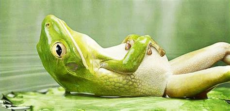 Afbeeldingsresultaat Voor Relax Funny Frogs Frog Funny Animals