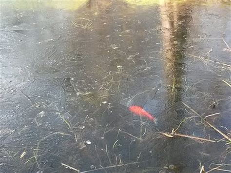 This Is How You Can Help Your Koi Fish Survive Winter