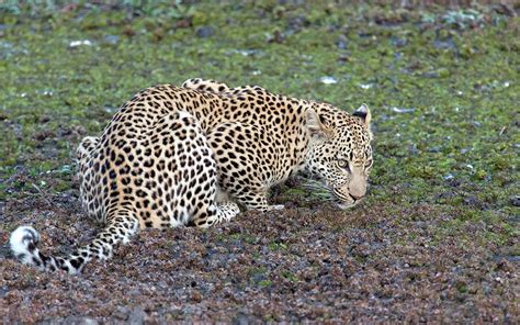 Léopard Guépard Jaguar Quelles Différences Animaux Solitaires