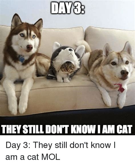 DAY THEY STILL DONT KNOWIAM CAT Day 3 They Still Don't Know I Am a Cat MOL | Meme on ME.ME