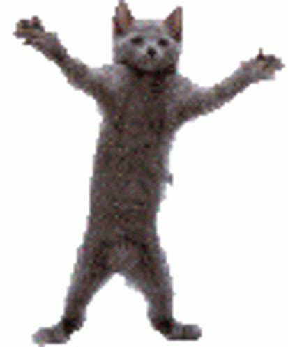Dancing Cat Gif Dancing Animated Gif Gif Dance Cute Cat Gif Cute Cats Funny Cats Happy Cat