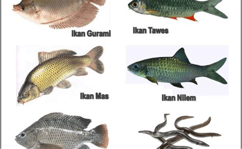 Macam Macam Ikan Konsumsi Air Tawar Asli Indonesia Lengkap Otosection