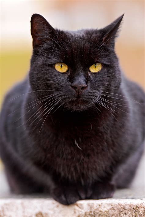 Posing Pretty Black Male Cat This Is A Very Pretty Male Bl Flickr