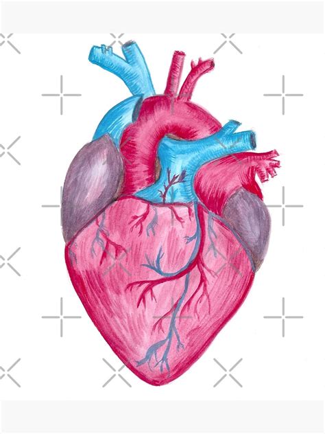 Discover More Than 130 Human Heart Drawing Color Latest Vn