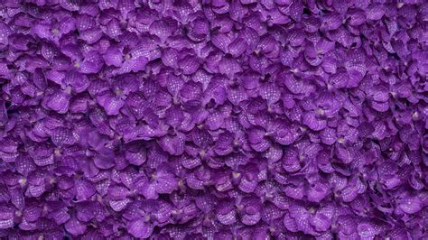 Purple Flower Backgrounds 60 Pictures