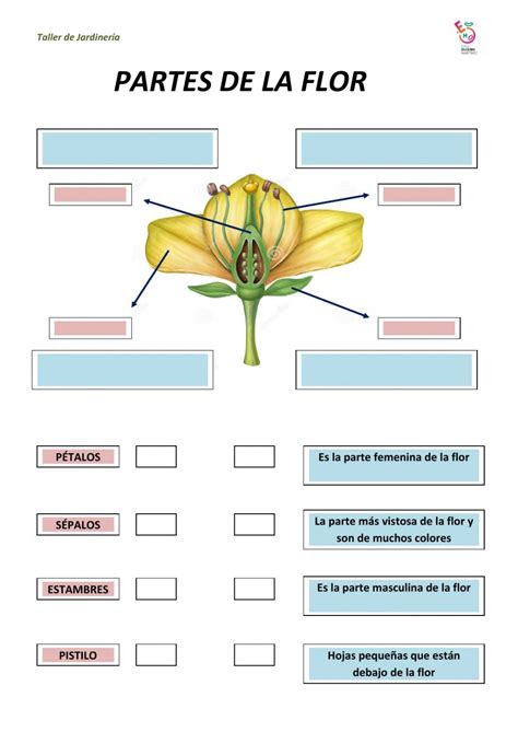 Partes de la flor Taller de Jardinería worksheet Ciencias de la