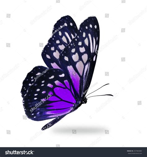 Beautiful Purple Butterfly Flying Isolated On Stock Photo 257984084