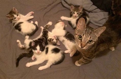 Even Cats Can Be Proud Parents To Their Offspring 34 Pics