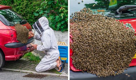 Driver With Bee Phobia Gets A Fright As 5000 Swarm Her Car Nature