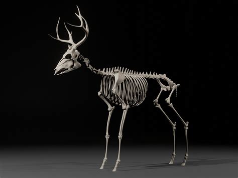 Whitetail Deer From Skeleton To Fur Works In Progress Blender