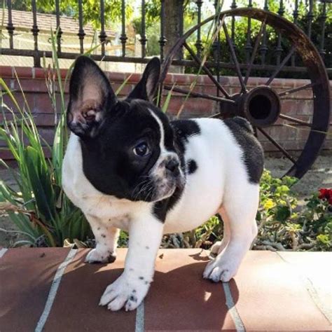 Color is important, so i prefer solid. Affectionate AKC French Bulldog Puppies For Sale - San ...