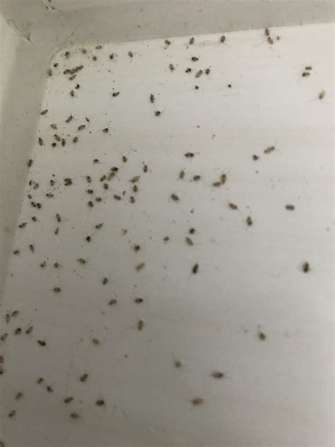 Kleine Insekten kommen durch das Fenster rein - was ist ...