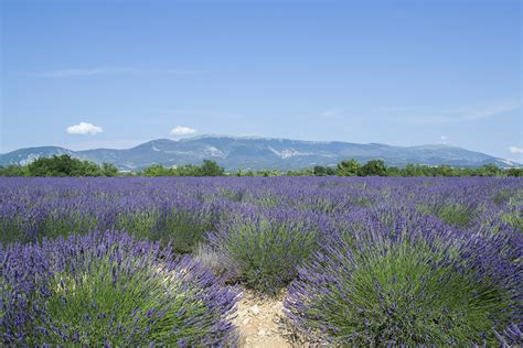 Os Maravilhosos Campos De Lavanda Na Provence Sul Da Fran A