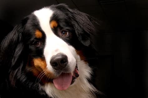 bernese mountain dog names doggowner