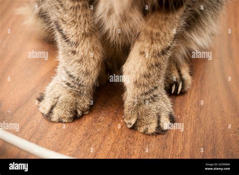 A Domestic Short Hair Cats Paws Showing The Front Paws Declawed Stock