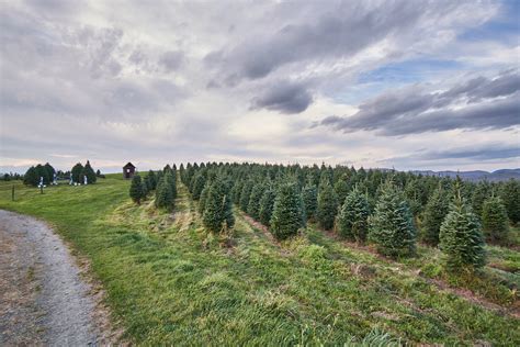 Maybe you would like to learn more about one of these? Central California Valley Christmas Tree Farms | Trekaroo