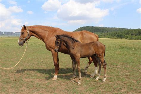 Koně Na Prodej Farma Šilhánek