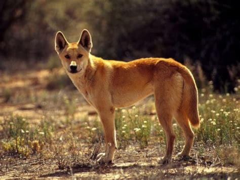 Dingo L Seriously Threatened Predator Our Breathing Planet