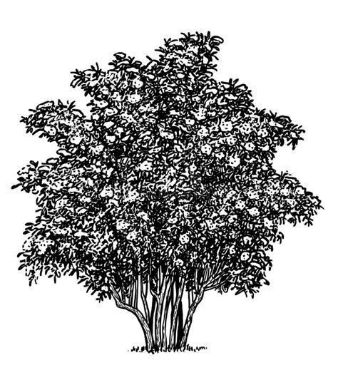 Elderberry Bush Illustration Drawing Engraving Ink Line Art Vector