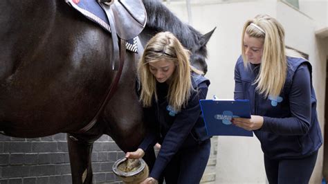 Routine Healthcare For Horses Blue Cross