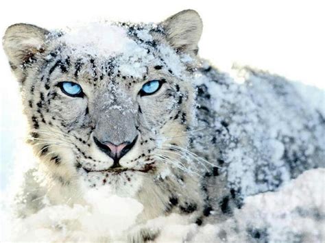 Snow Leopardbeautiful Cats Pinterest