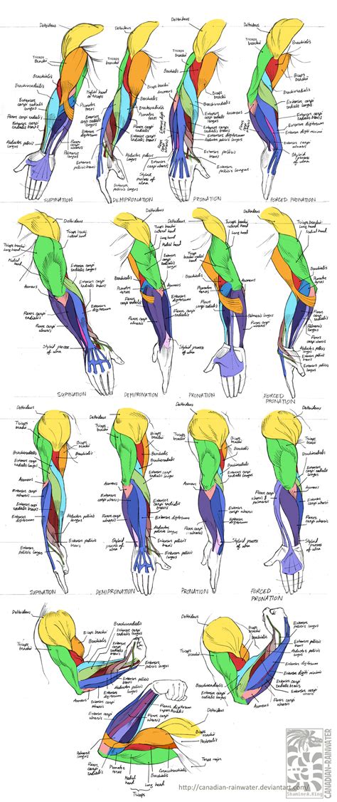 Arm Muscle Diagram Drawing How To Draw Arms The Anatomy Of The Human