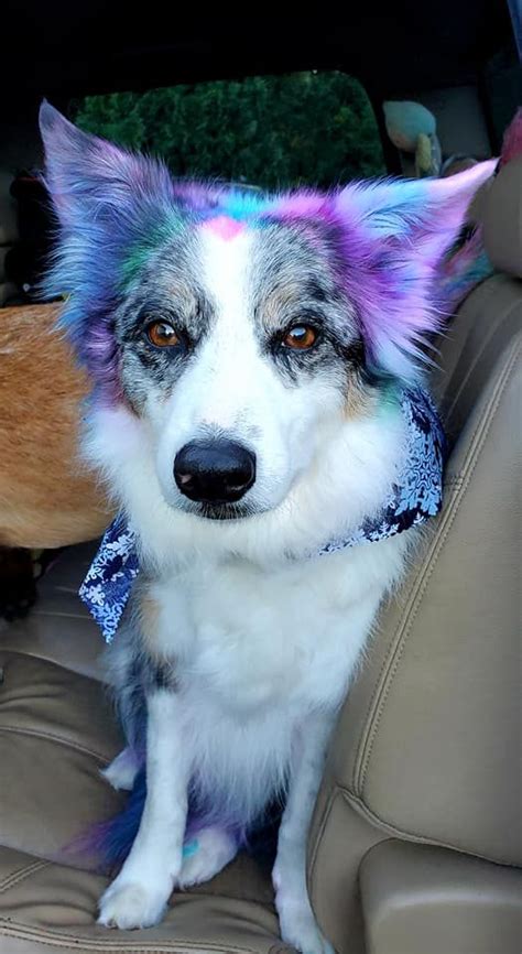 🤩colorful Dog Dyed With Opawz Semi Permanent Pet Hair Dyes The Safe