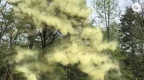 Seasonal Allergies Pollen Count In Cincinnati Is Very High
