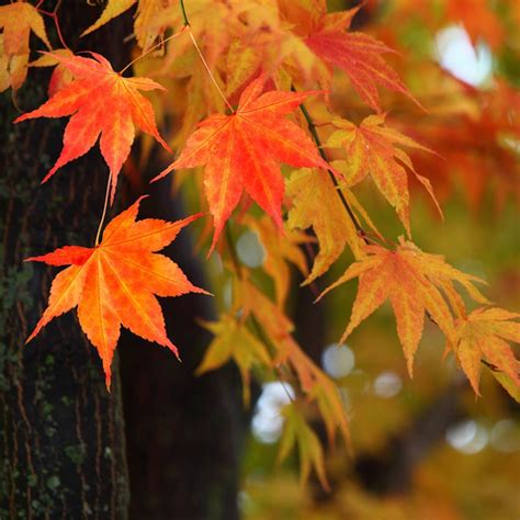 11 Trees With Great Fall Foliage Trees To Plant Fall Foliage