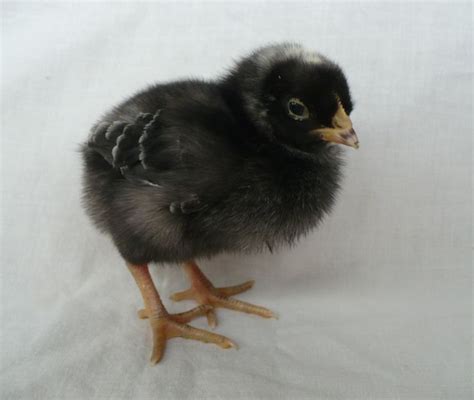 What S In A Name Baby Chicks Baby Chickens Black Chicks