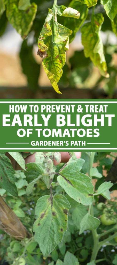 How To Eradicate Early Blight On Tomatoes Alternaria Gardeners Path
