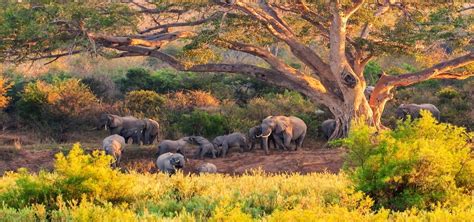 Kruger Tours The Best South Africa Safari Adventures