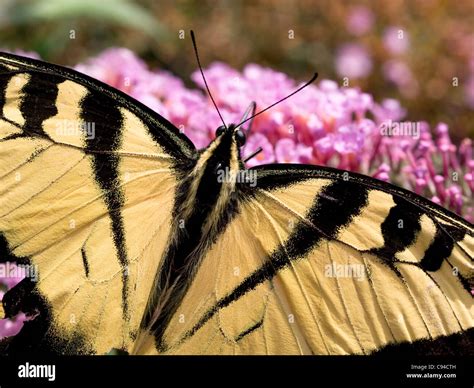 Eastern Tiger Swallowtail Papilio Glaucus Feeding On Butterfly Bush