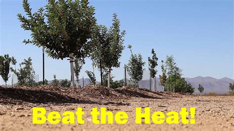 Drought Heat And Fruit Trees Summer Watering Schedule Youtube