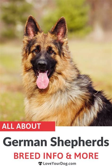 German Shepherd Dog 101 Breed Information Traits Facts And Pictures