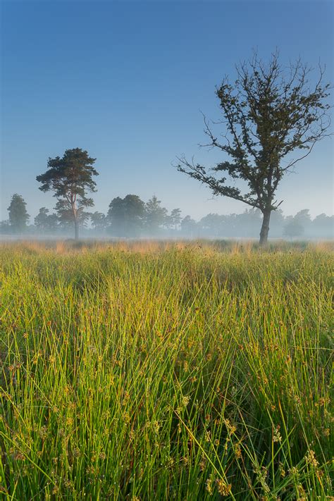 Grass Marcel Kerkhof Landscape Photography