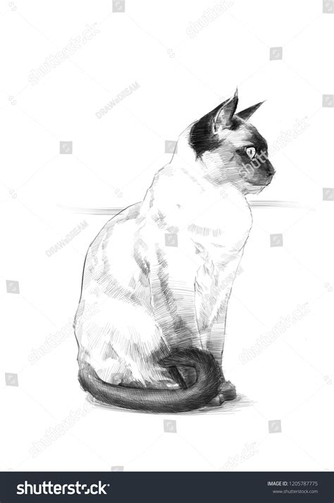 Siamese Cat Pencil Drawing ภาพประกอบสต็อก 1205787775 Shutterstock