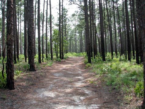 Explore The Scenic Beauty Of Southern Pines North Carolina