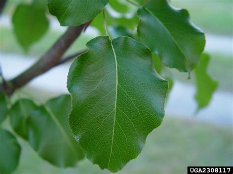 Bradford Pear Tree Identification Raye Patten