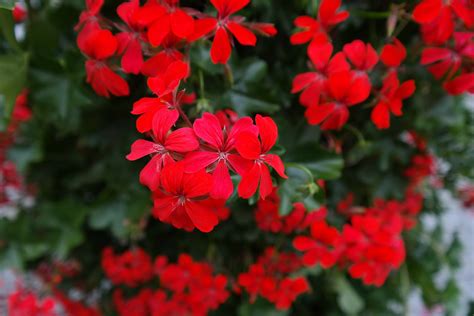 15 Red Flowering Plants To Consider For Your Garden 2022