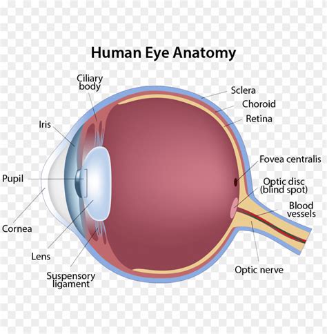 Free Download Hd Png Structure Of The Eye Png Transparent With Clear