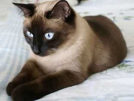 I didn't want anything to do with one. Siamese cat names - best names for Siamese cats | Because cats