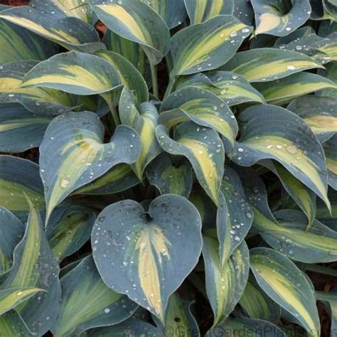 Buy Your Blue Variegated Slug Resistant Hosta Touch Of Class And Other