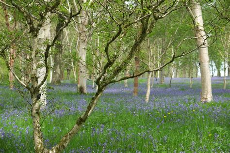 Wakehurst Birches And Bluebells Visit Wakehur Flickr