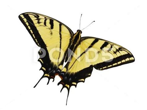 Two Tailed Tiger Swallowtail Butterfly Isolated On White Background