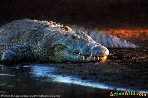 Nile Crocodile Facts For Kids And Adults Pictures Information And Video